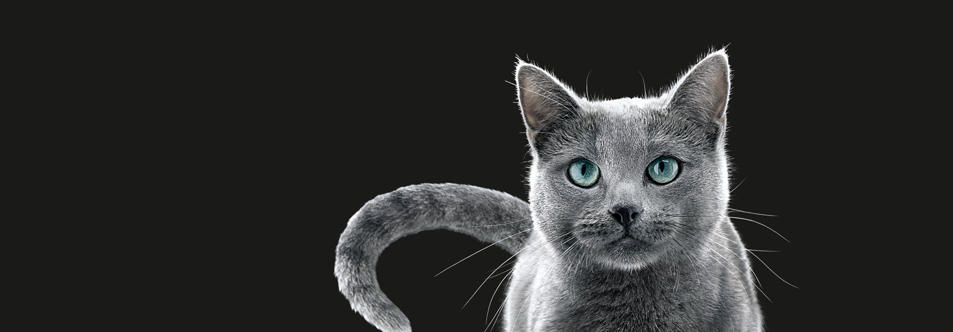 content hub hero desktop