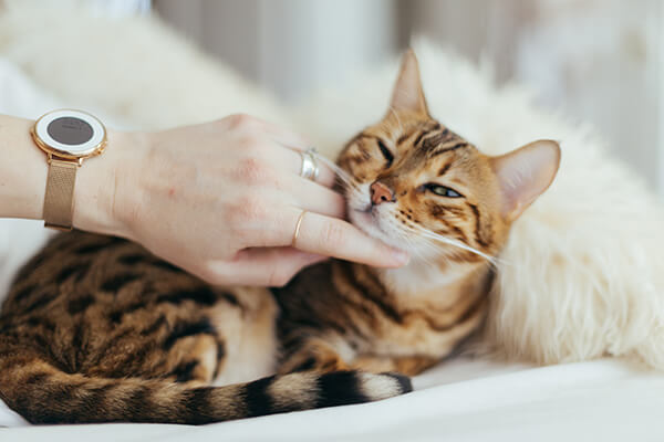 Person petting and caring for a cat