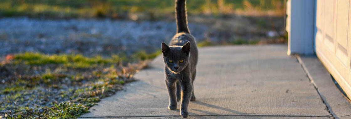 Cat walking outside in the sun 