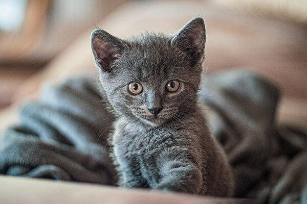 Grey kitten staring directly at owner