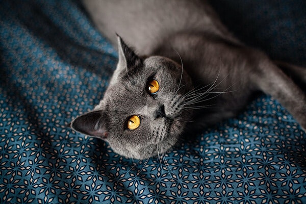 Grey cat laying down