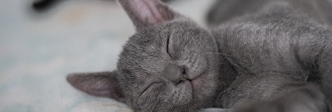 Grey cat sleeping in bed
