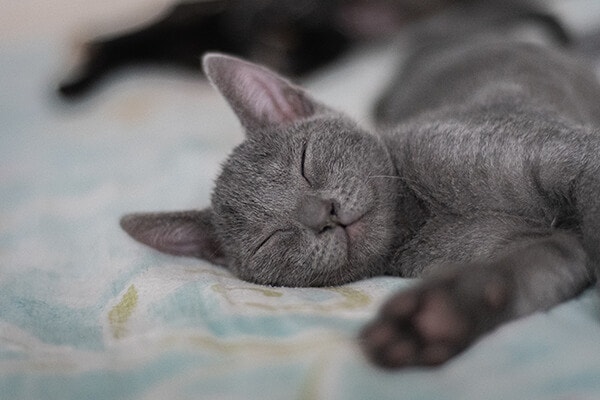 Grey cat sleeping in bed