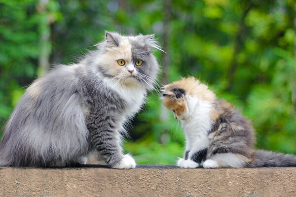 A cat and a kitten sat outside