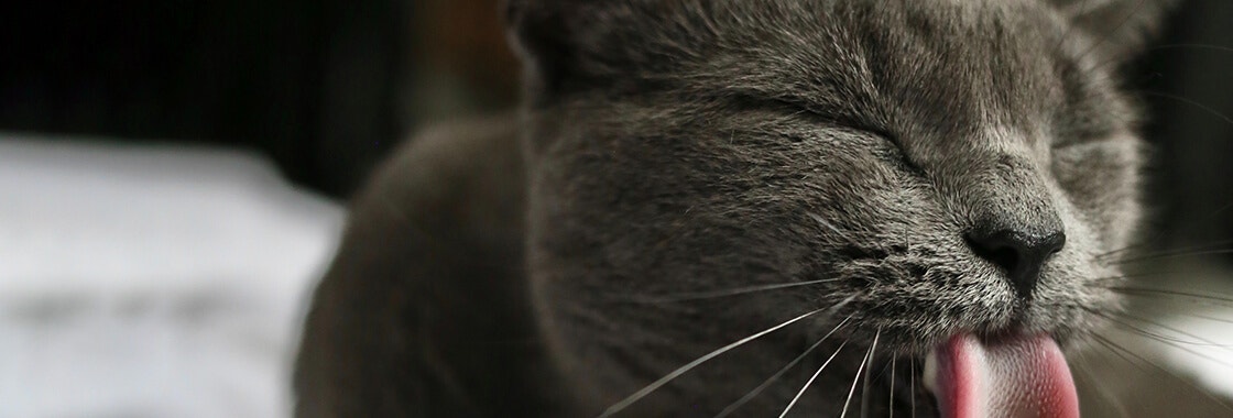 A black cat licking its paw