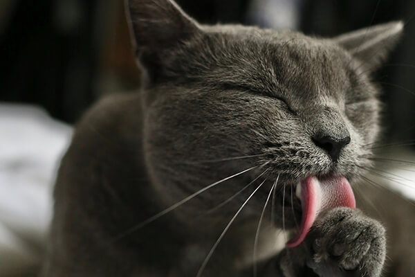 A black cat licking its paw