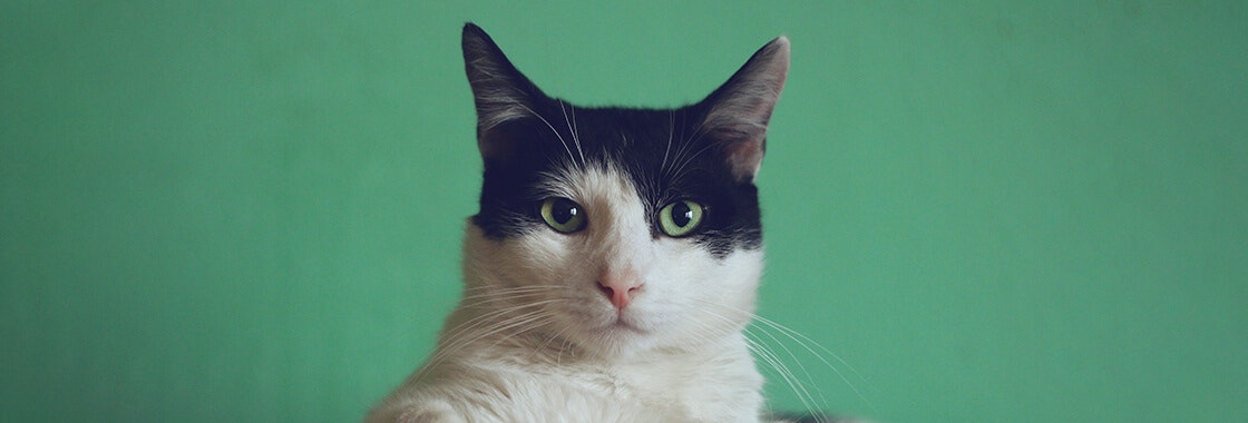 black and white cat lying down