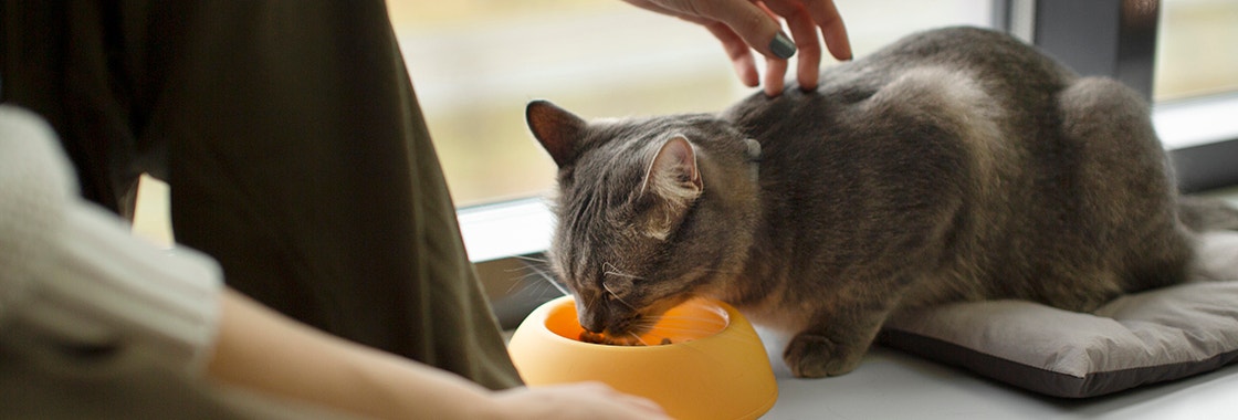 Cat eating from yellow bowl on the windowsill, next to its owner
