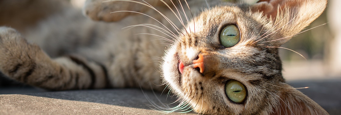 Close up of cat laying down and staring into camera