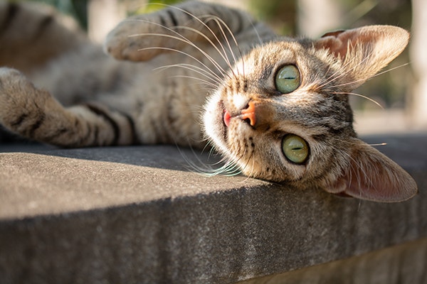 Close up of cat laying down and staring into camera