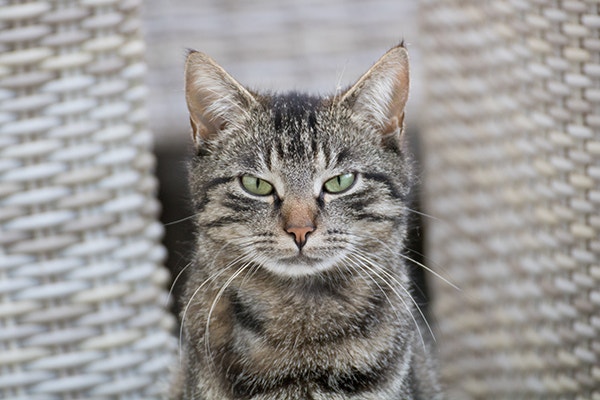 Tabby cat with angry expression looking into camera