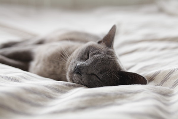 Russian blue cat sleeping on bed with white covers