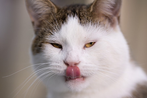 Brown and white cat sticking its tongue out