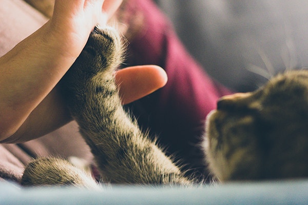 Side angle of cat putting its paw on a woman's hand