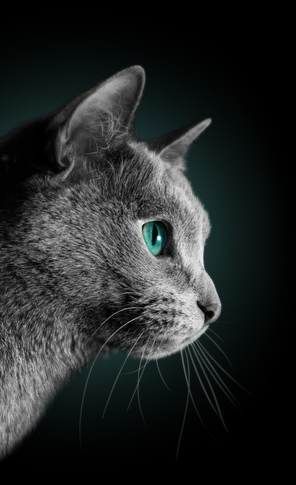 Image On Both Sides Block image