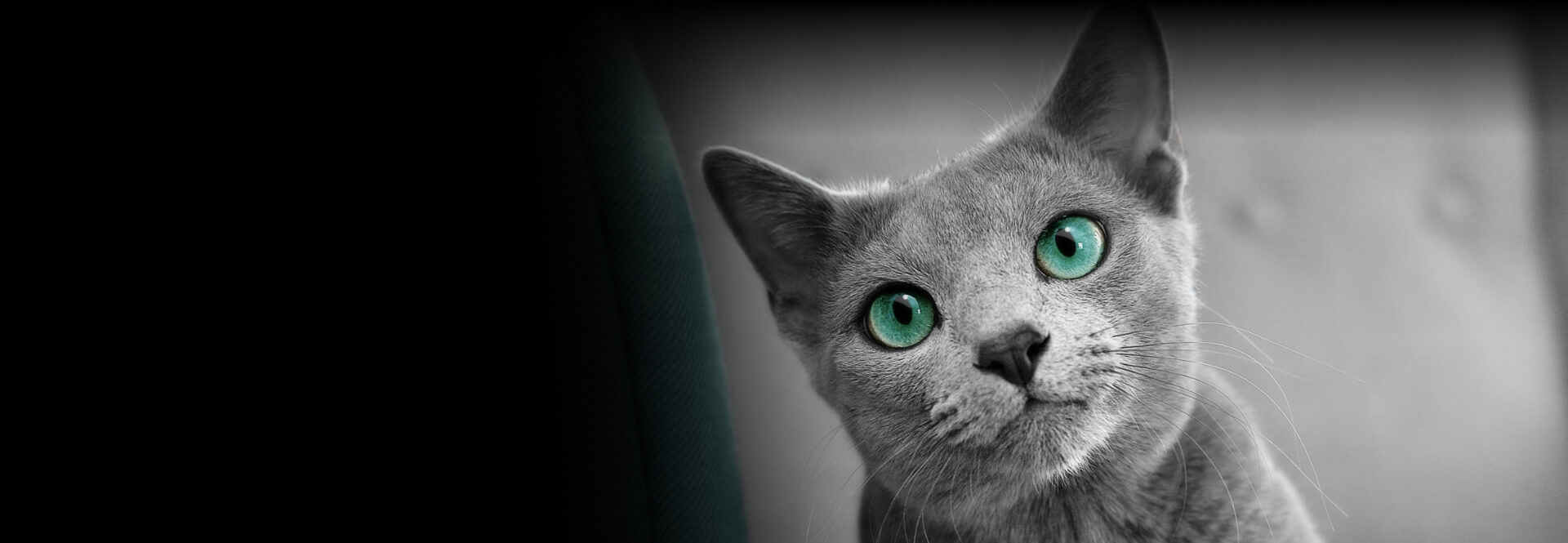 Cats deserve the best