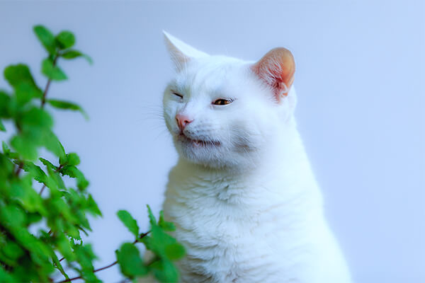 Why is my cat sneezing? A white cat sneezing next to a plant