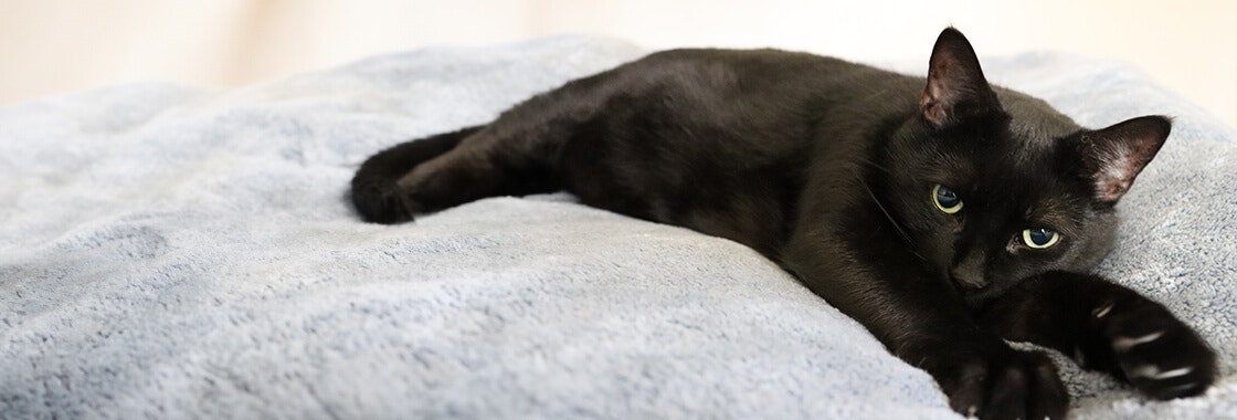 Why do cats knead? Black cat kneading on a grey bed.