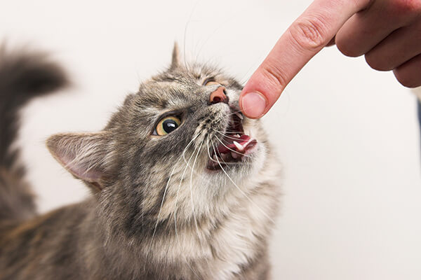 Cat trying to bite a finger