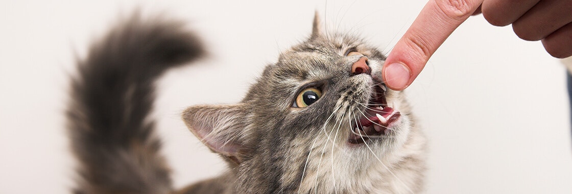 Cat trying to bite a finger