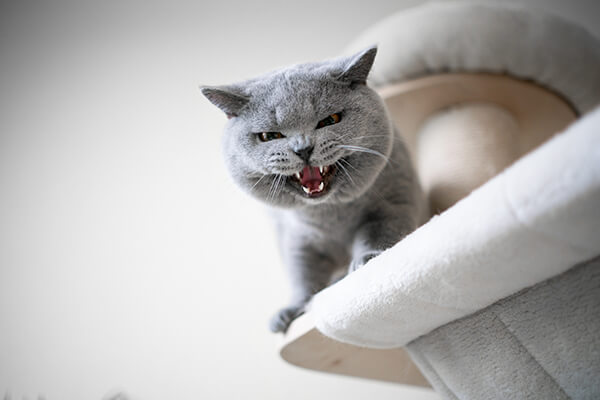 Blue British shorthair cat looking down while hissing and showing teeth.