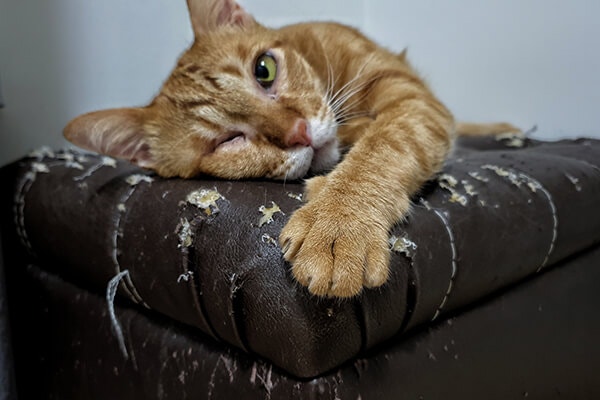 Close up orange cat's paw who lying on cat scratched damaged brown leather sofa.