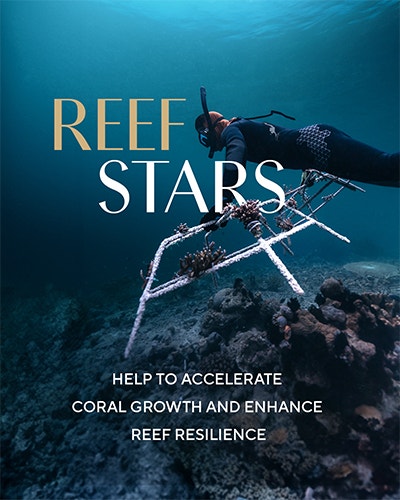 Reef Stars
