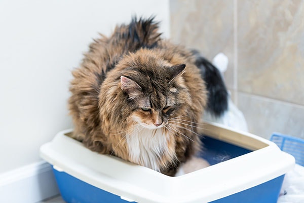 cat sitting in a litter tray