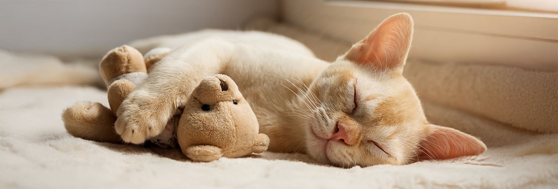 a kitten asleep cuddling a teddy bear