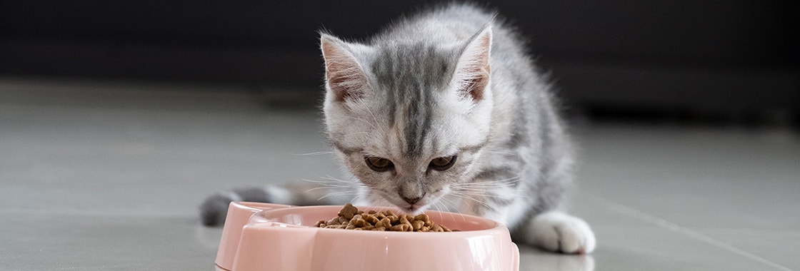 Adorable kitten eating dry cat food from a small bowl