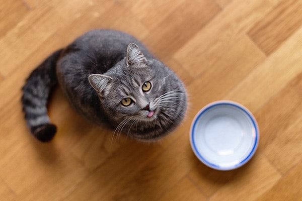 Hungry cat sitting on kitchen floor, waiting for food.