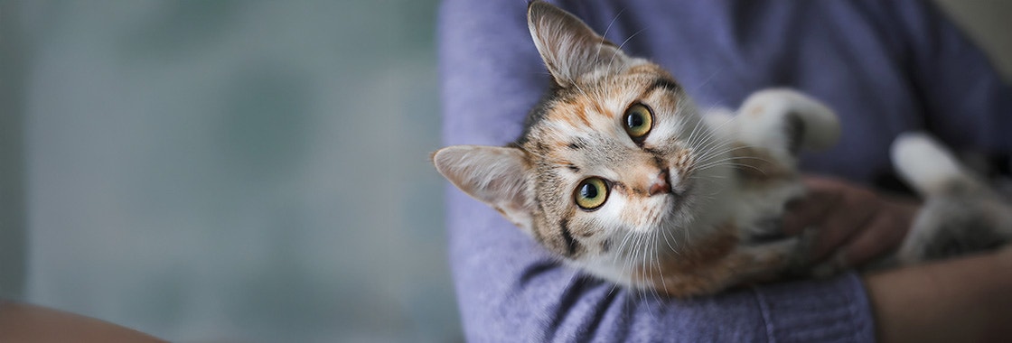 Cat Owner holds an affectionate cat in their arms