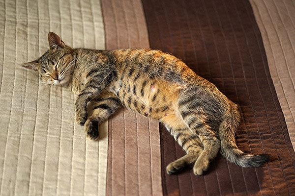 A pregnant cat sleeping on a bed