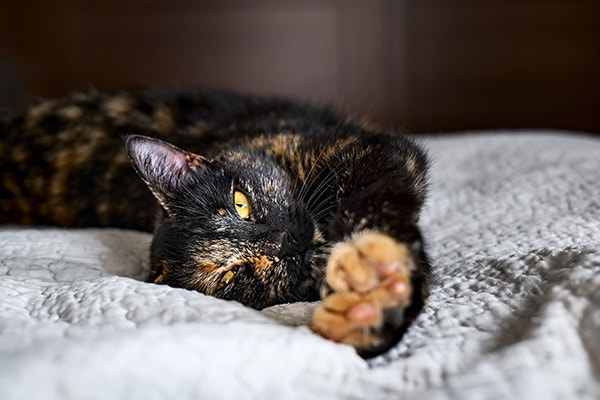 a tortoiseshell cat lying on a blanket