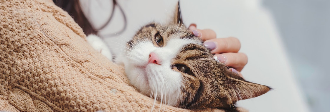 An affectionate cat being touched by a woman