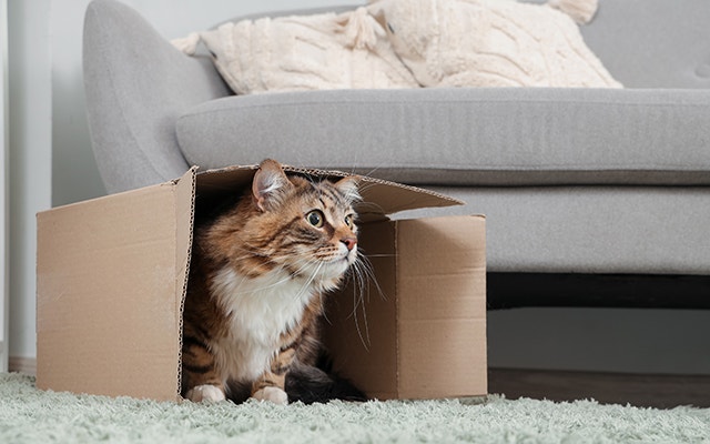 A cat sitting in a box after moving into a new home