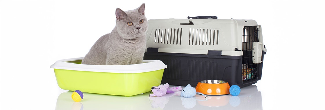 Cat with basic equipment