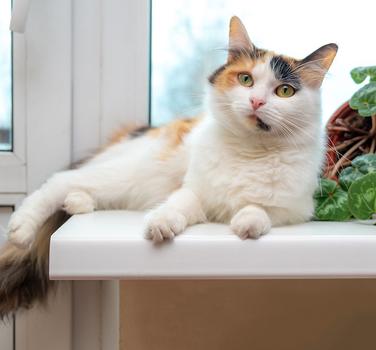 Multi-colored cat lying on the windowsill. after knocking over a flower