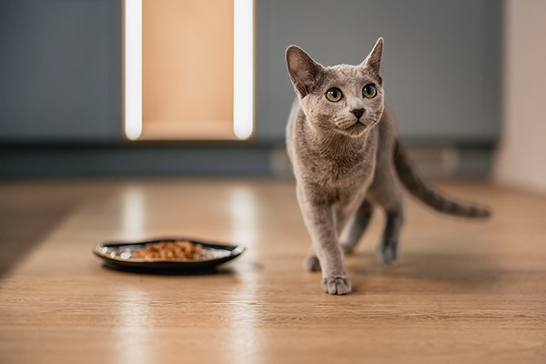 Grey cat walking away from its plate of wet food and not eating it