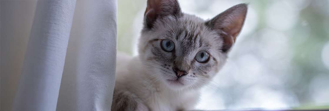 A white and grey cat looking at its owner after being called by its name