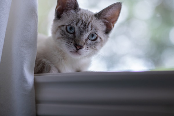 A white and grey cat looking at its owner after being called by its name