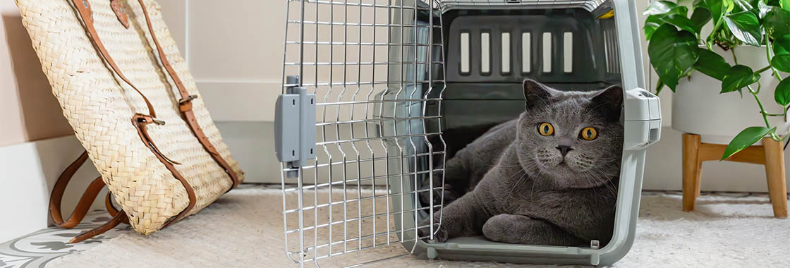 A gray cat with yellow eyes lies inside an open plastic pet carrier with the door open
