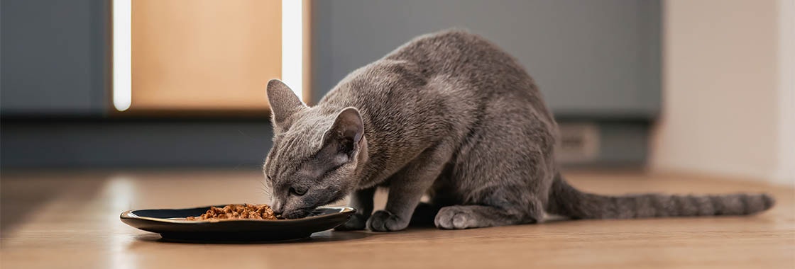 A gray cat eats wet food from a shallow black dish placed on a wooden floor.