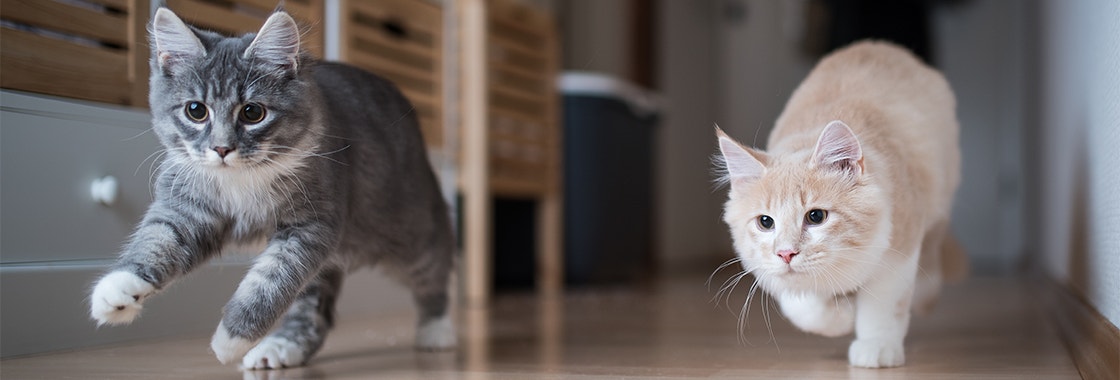 Two maine coon kittens playing indoors running through corridor