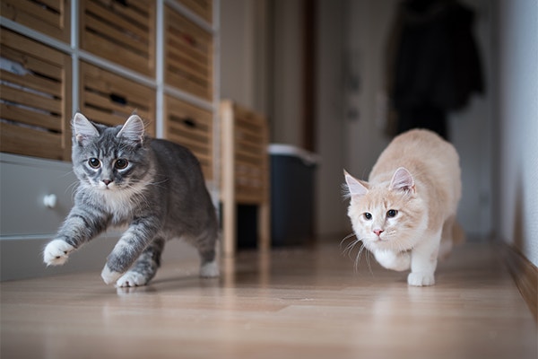 Two maine coon kittens playing indoors running through corridor