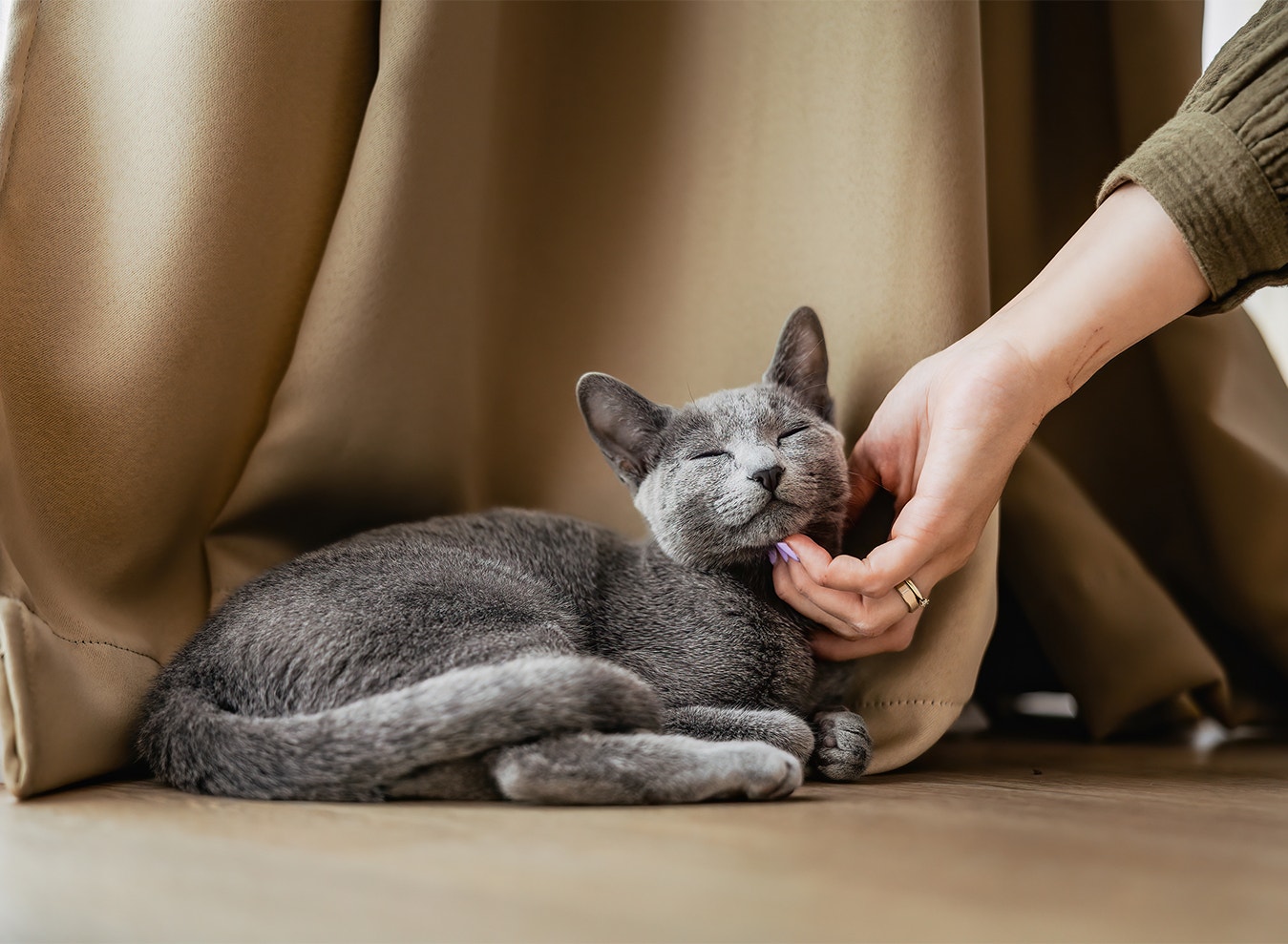 Follow Your Feline’s Lead