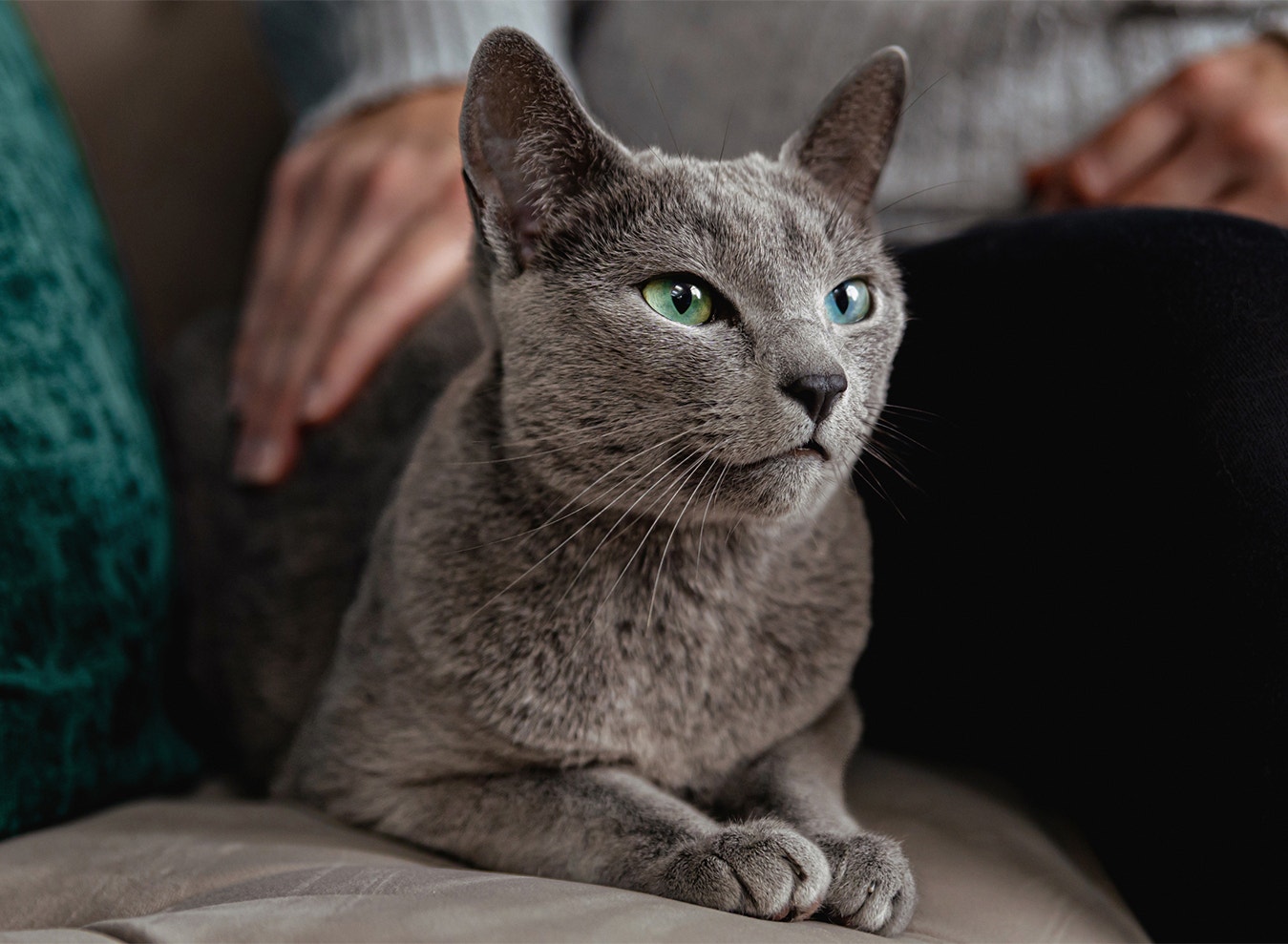 Understand Your Cat's Behavior & Personality